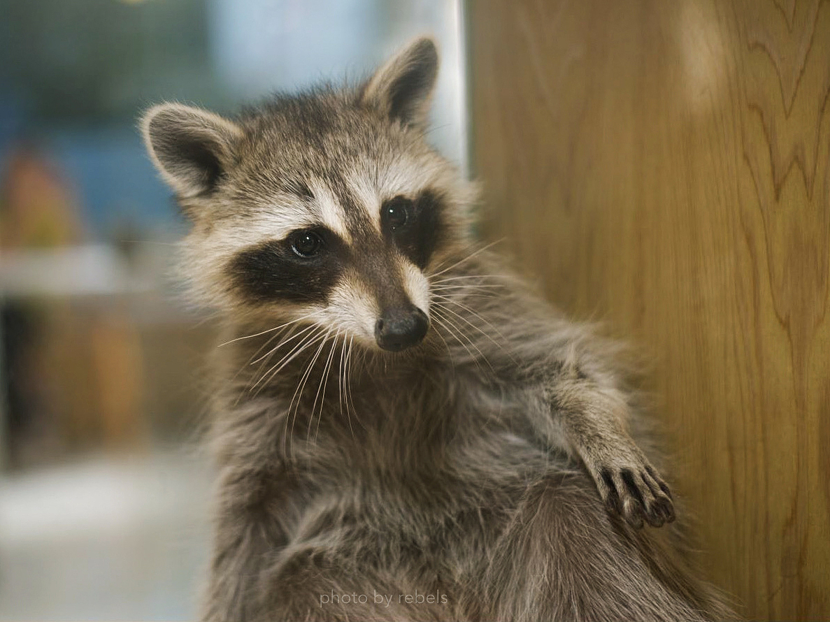 宠物摄影|【小怪兽】