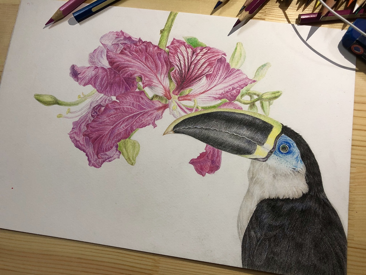 花鸟彩铅（图ZMTQyNzIxOTI4） - 创作习作 - 站酷设计师EEMII原创素材 - 站酷ZCOOL