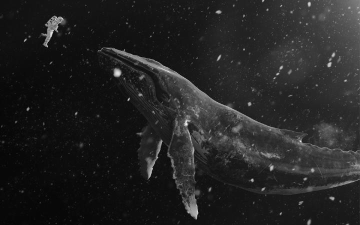 鲸落万物生曲谱_一鲸落万物生图片(2)