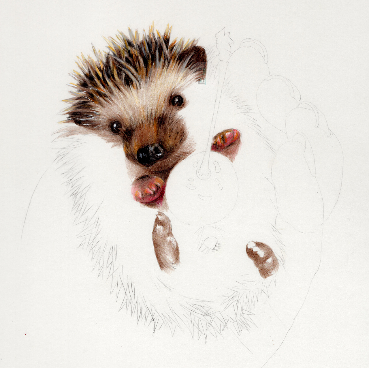 彩铅| 刺猬超写实