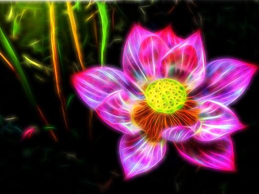 刘勇良数码摄影作品：荷