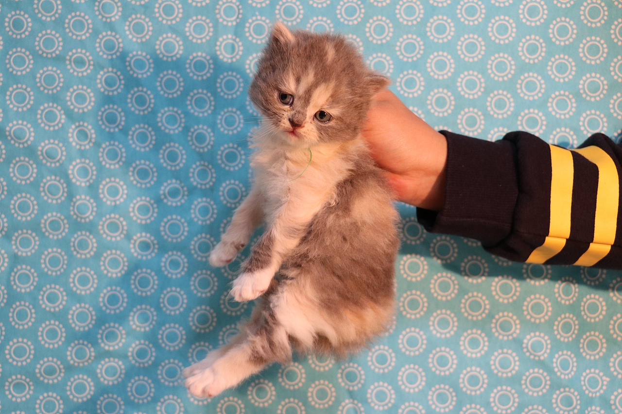 英短三花猫0102三花母长毛610g710g橙35河南