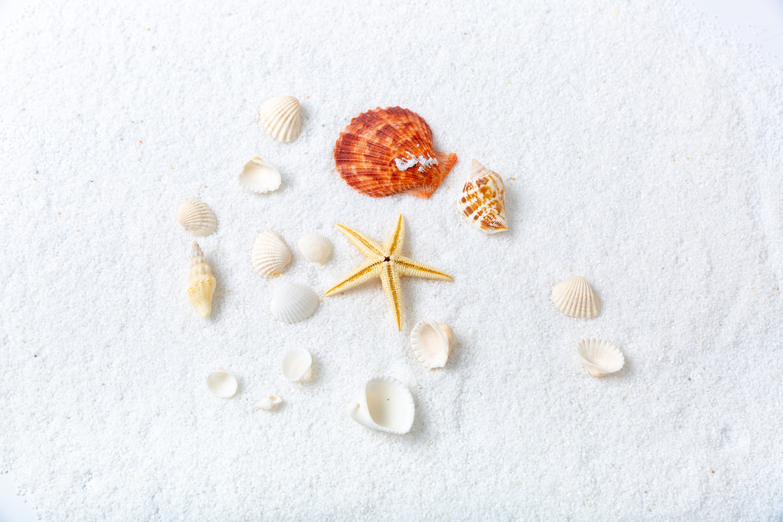 ins风拍照道具 美甲饰品拍照贝壳海星 海洋摄影小道具