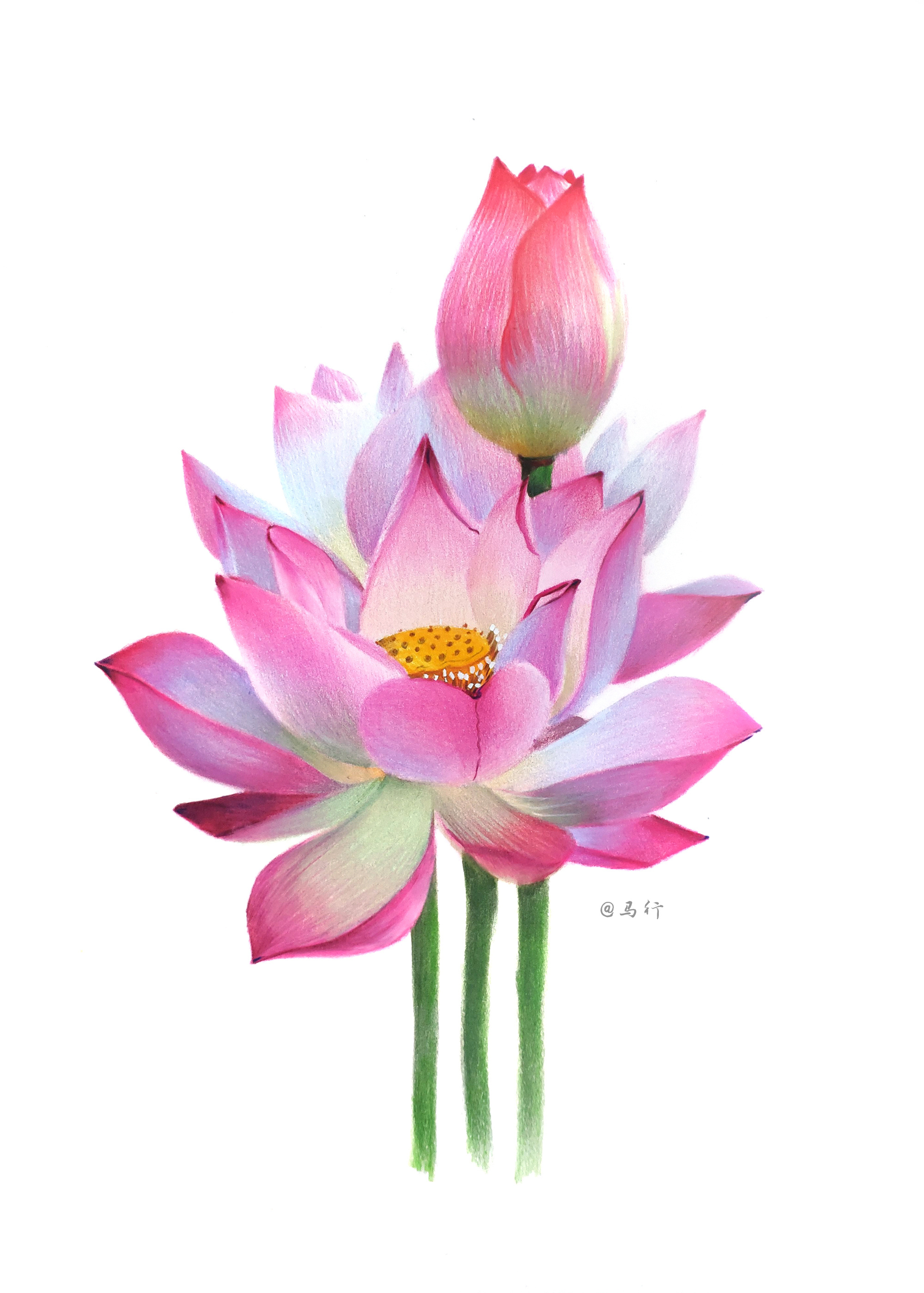 荷花|纯艺术|绘画|马行画彩铅 - 原创作品 - 站酷 (zcool)