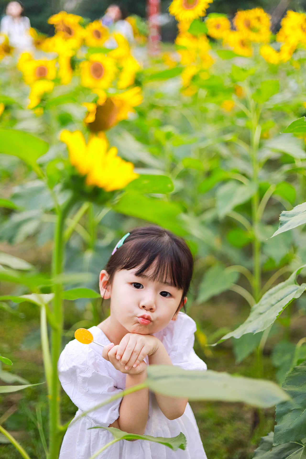 夏日里の向日葵 