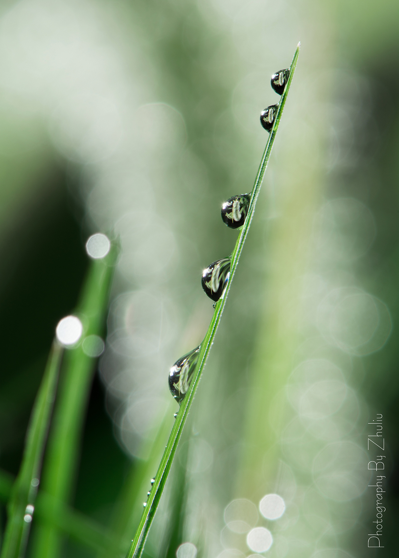 室内拍摄静物,狗尾巴草实在路边草丛重采摘的,露珠是喷壶喷的.