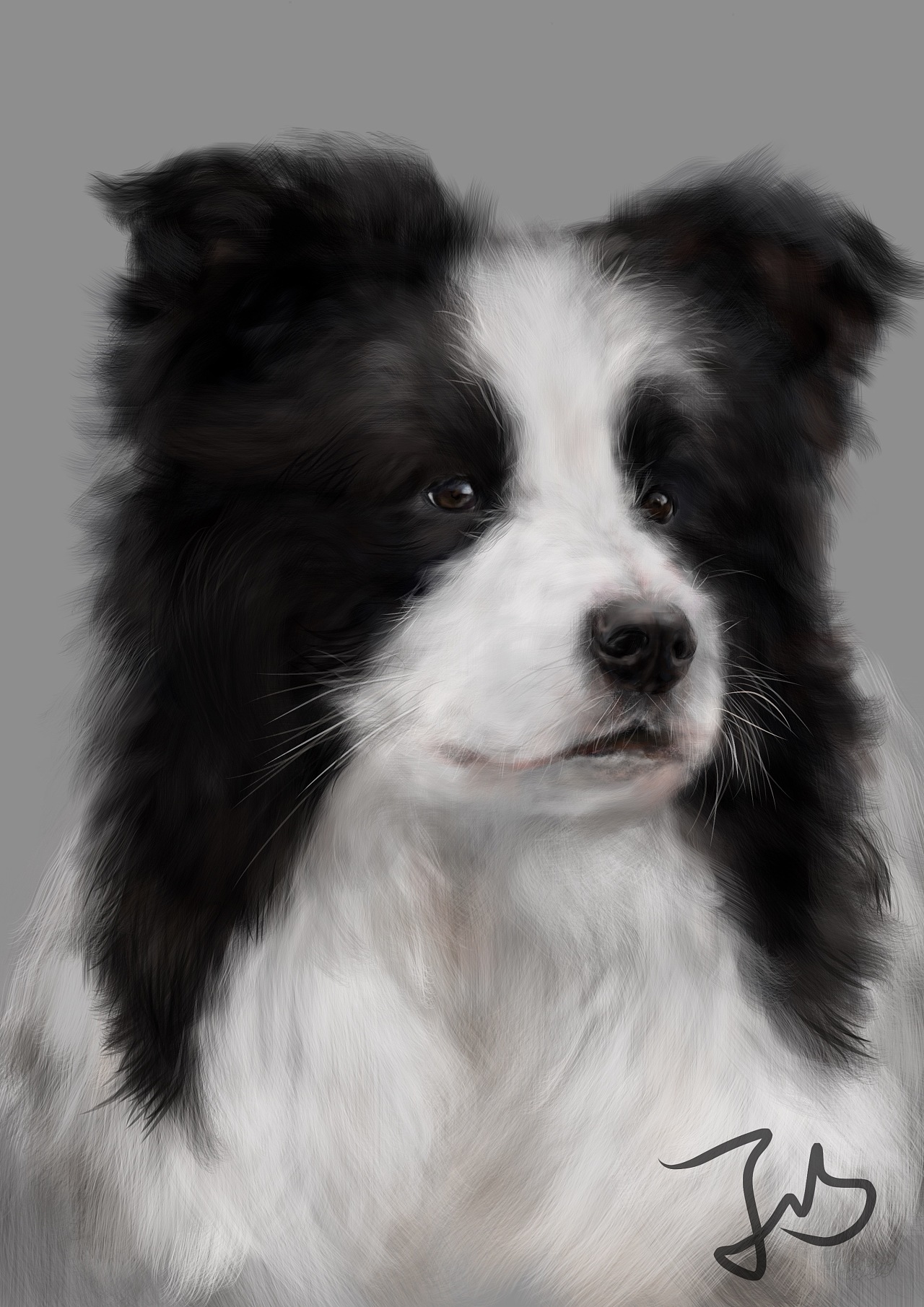 是因为自己养了小边牧