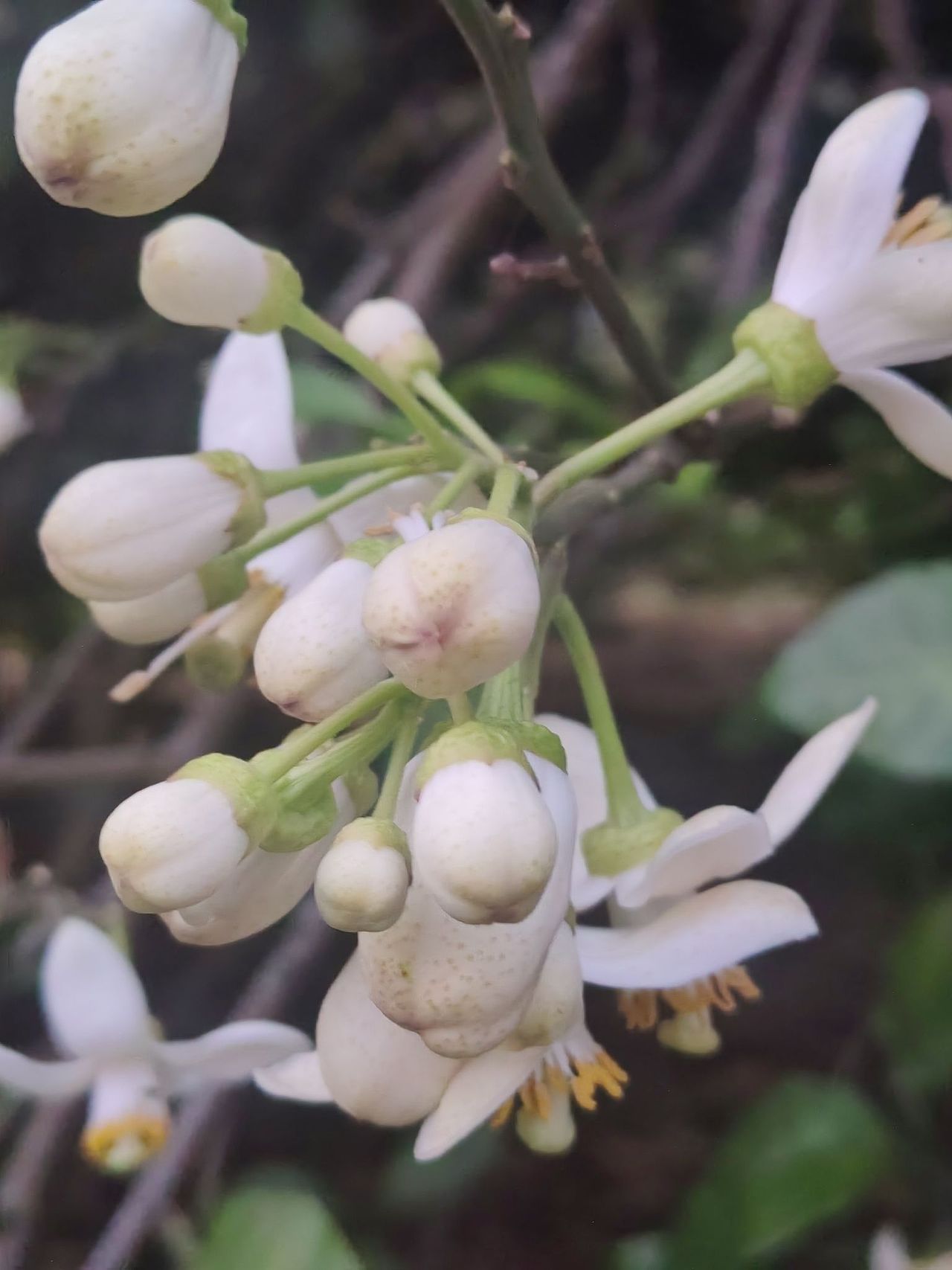 柚子花（图ZMzY3NTcwNTY4） - 风光摄影 - 站酷设计师浓浓蜜蜂原创素材 - 站酷ZCOOL