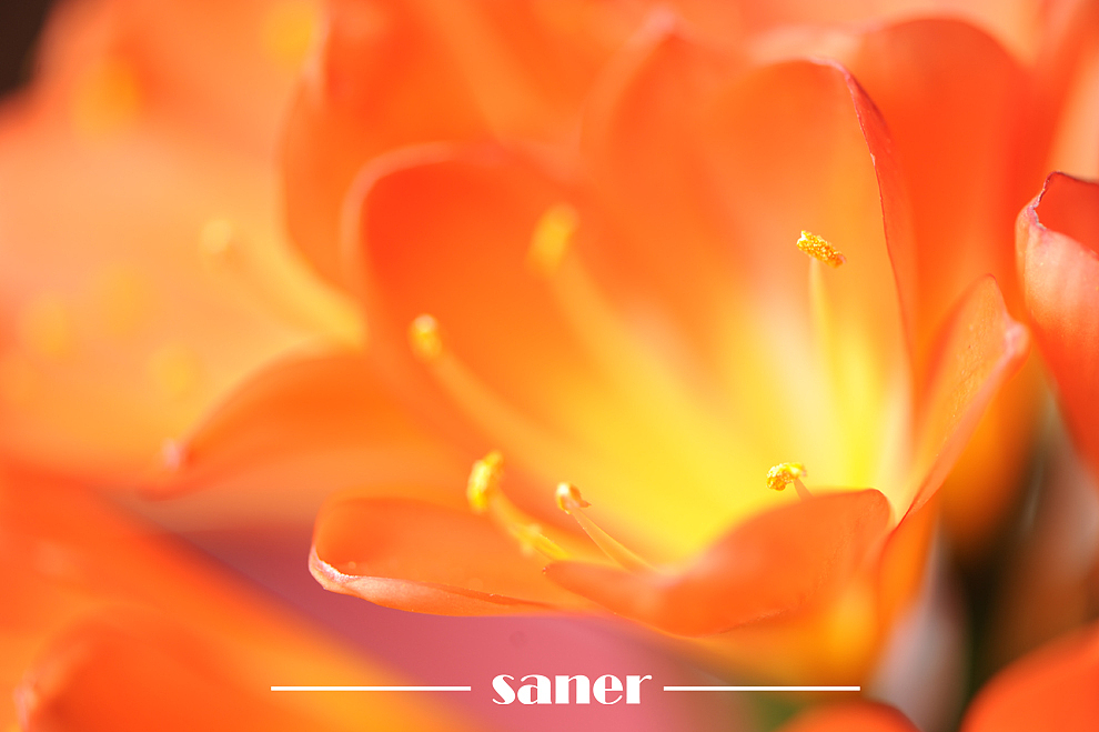 君子之兰-微距花卉摄影【SANER】（图ZOTI3NDY2NA==） - 风光摄影 - 站酷设计师l7989l原创素材 - 站酷ZCOOL