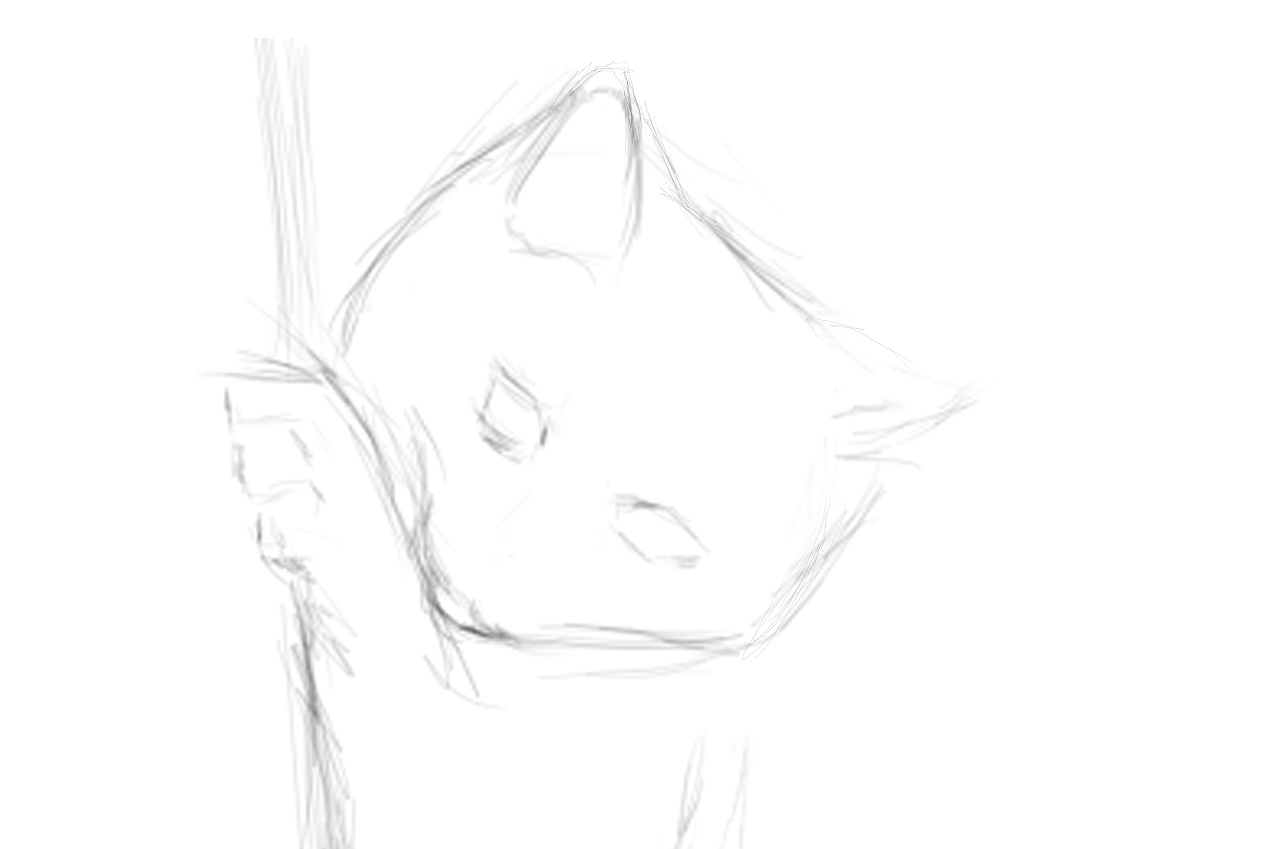 我家有猫系列—橘猫