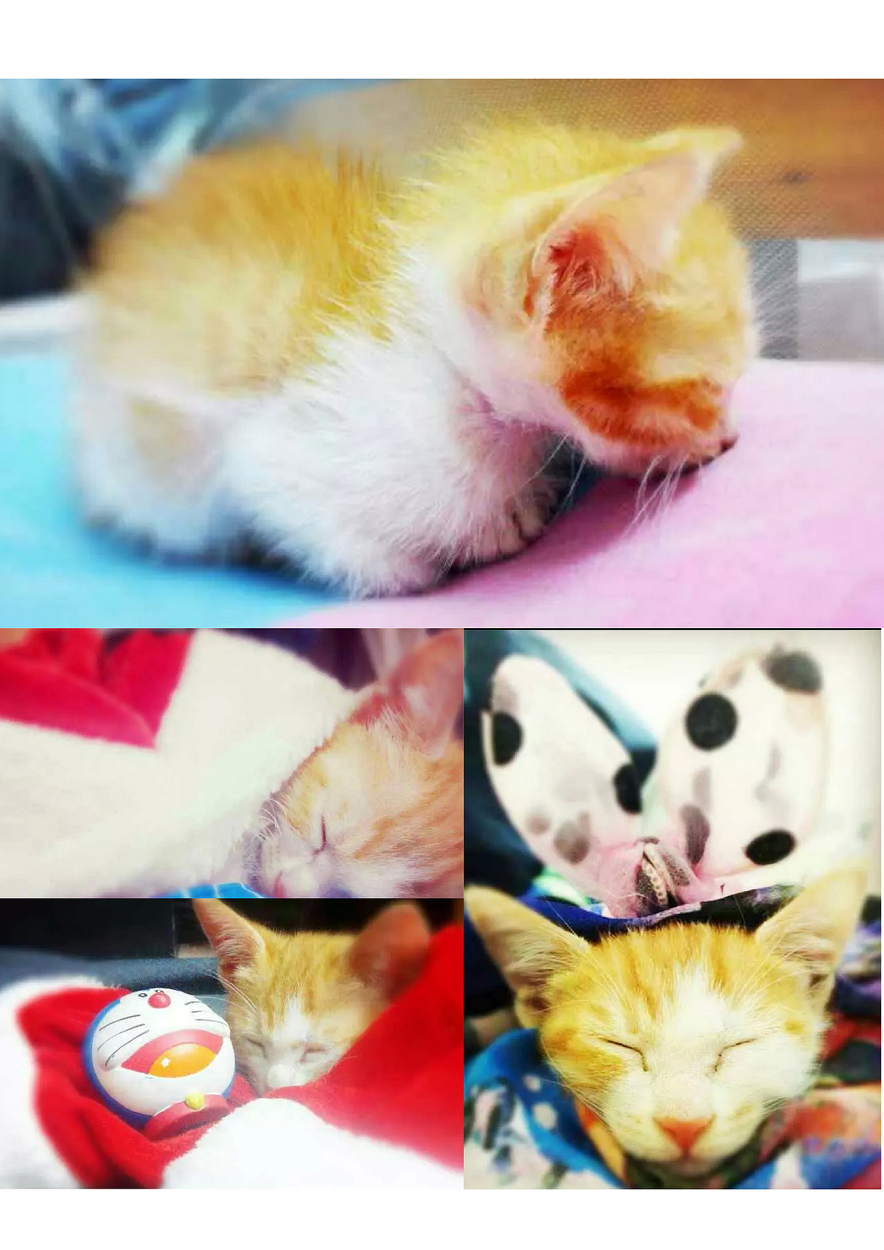 喵呜~毛毛是一只招财猫（图ZMjU1NzgzNzY=） - 宠物摄影 - 站酷设计师安之HAHA原创素材 - 站酷ZCOOL