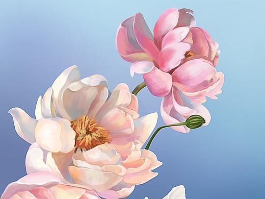 插画--植物写生