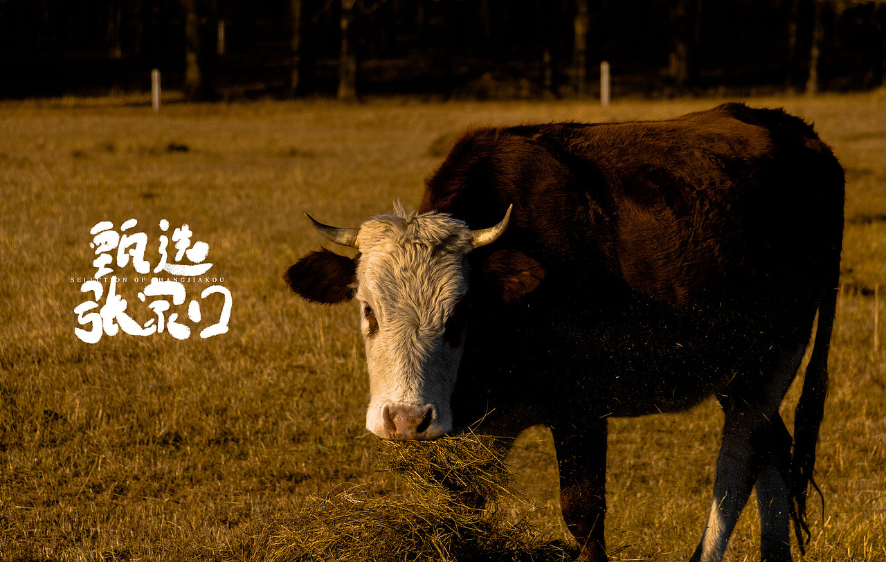 张北放牛（图ZMjQyMjUzNjM2） - 人文/纪实摄影 - 站酷设计师EICOO原创素材 - 站酷ZCOOL
