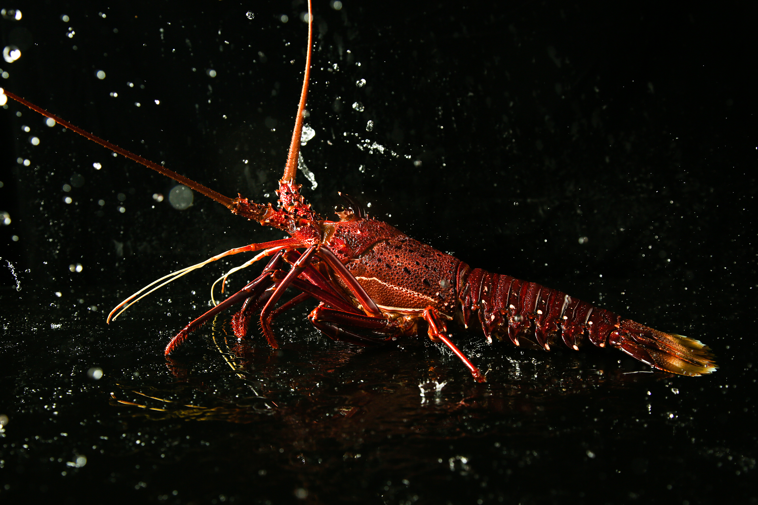 美食摄影丨一组生猛海鲜