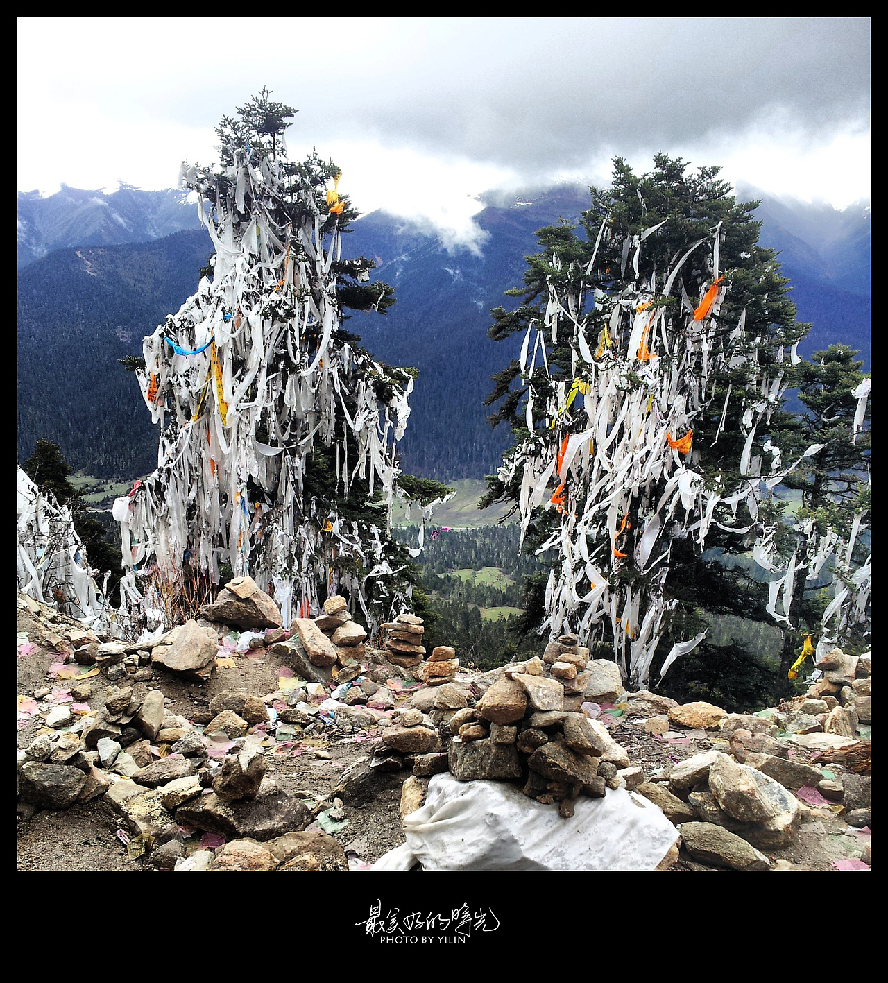 挂满哈达的树