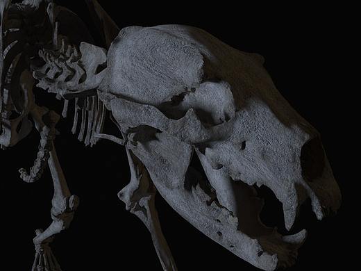 日常练习-这是熊（个人主页-ZNDQxODM3MTI=） - 人物/生物 - 站酷设计师sitake44原创素材 - 站酷ZCOOL