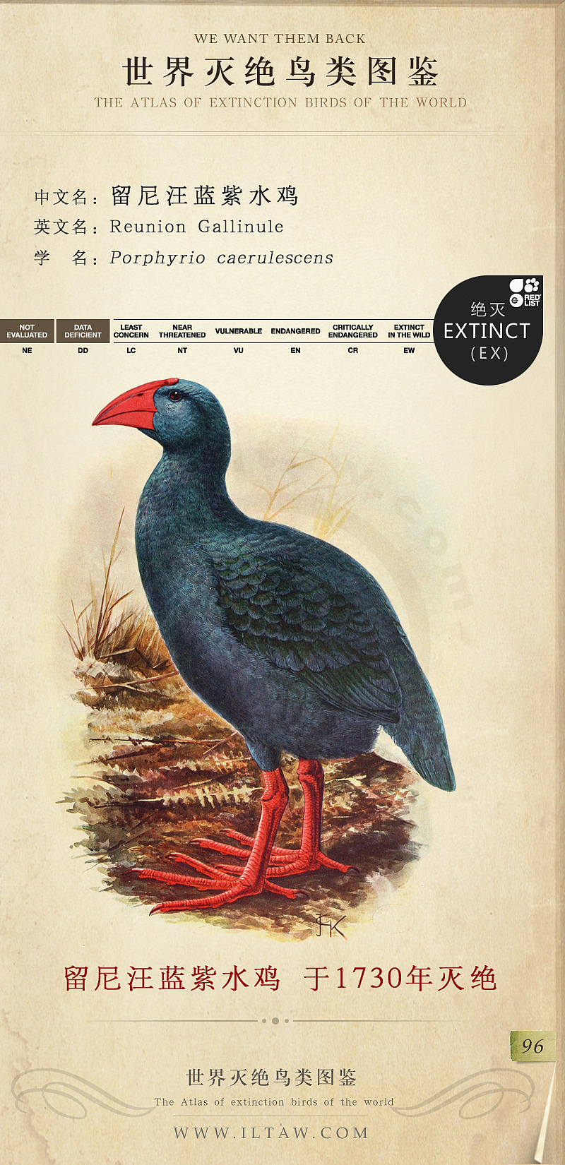 世界灭绝鸟类图鉴(节选)