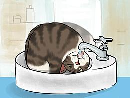 皮貓有人要嗎？白送