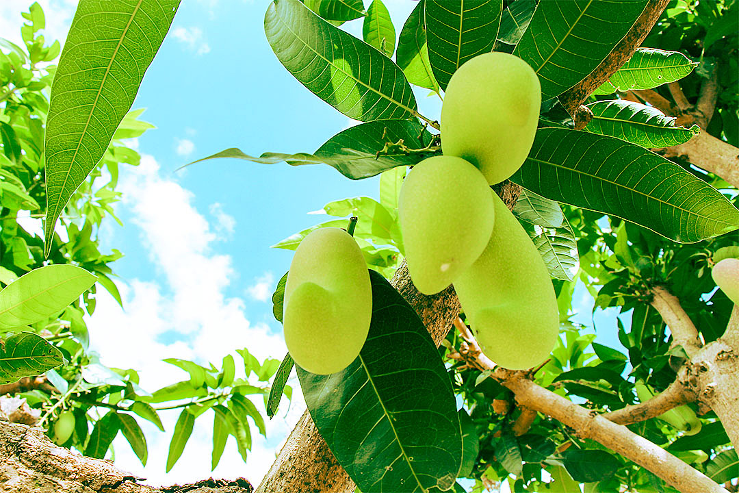 广西田阳_随手拍