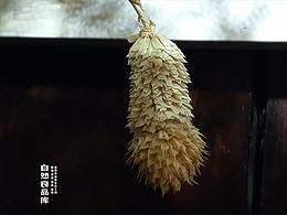 遲遲鐘鼓初長夜，耿耿星河慾曙天
