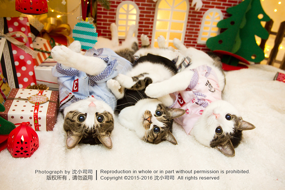 喵瑞Christmas(图ZMzg3NzE1MjQ=) - 宠物摄影 - 站酷设计师司司Yokey原创素材 - 站酷ZCOOL