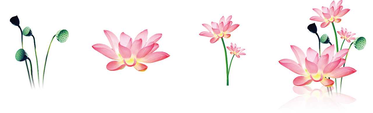 PNG作品 植物 绿叶 盆栽 花卉 芭蕉叶 芦荟 装饰元素（图ZMTc5MzI1NDI4） - 其他 - 站酷设计师青柠味原创素材 - 站酷ZCOOL