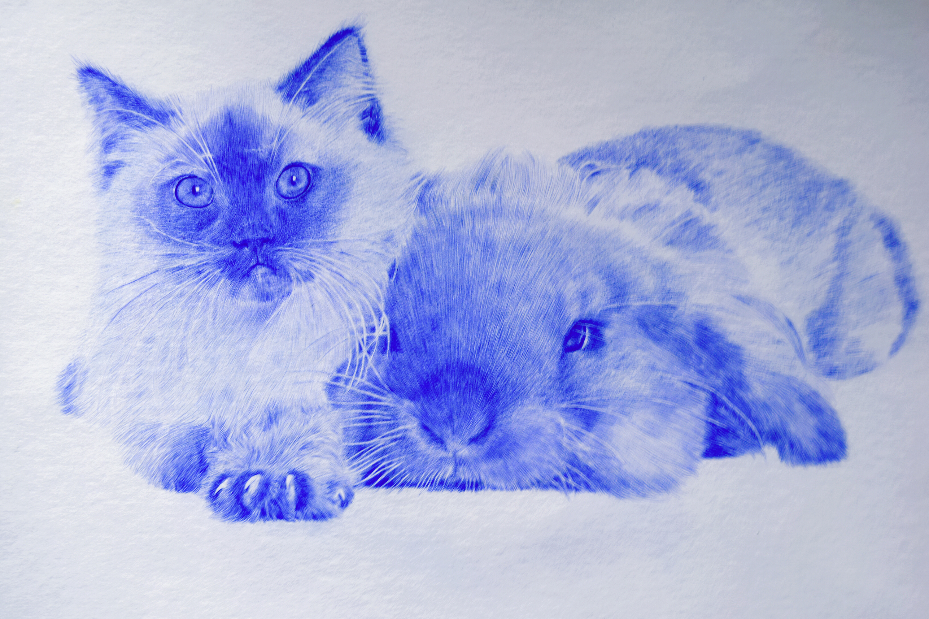 猫与兔 圆珠笔画