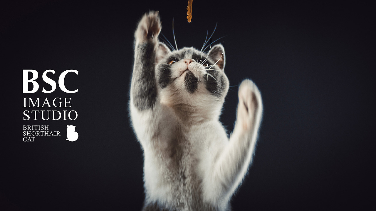 英短猫肖像丨八万（图ZMTQ0NDU3OTIw） - 宠物摄影 - 站酷设计师英短图片社原创素材 - 站酷ZCOOL