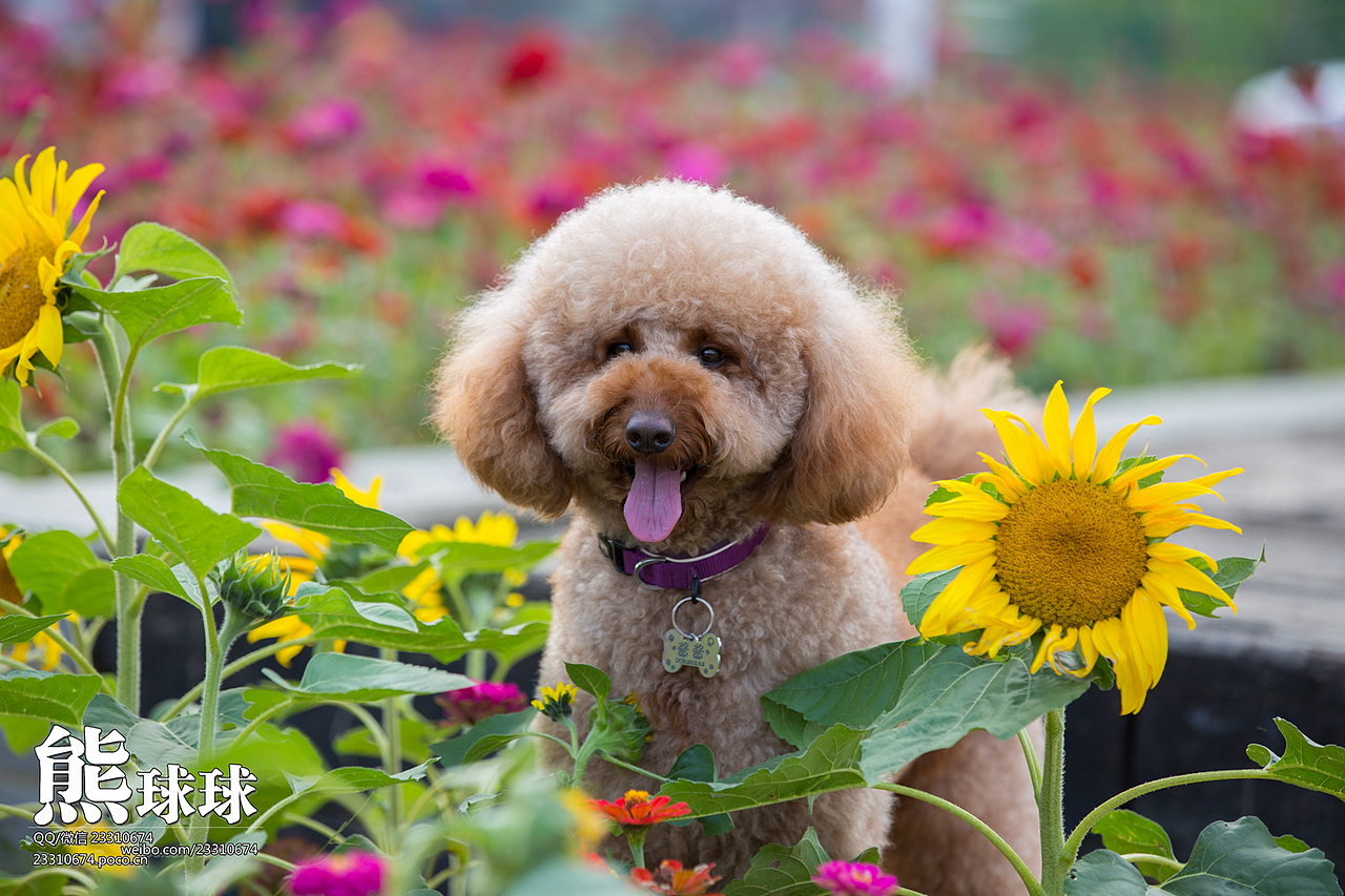咱家的巨贵酱酱（图ZMjMxOTAwNTI=） - 宠物摄影 - 站酷设计师熊球球原创素材 - 站酷ZCOOL