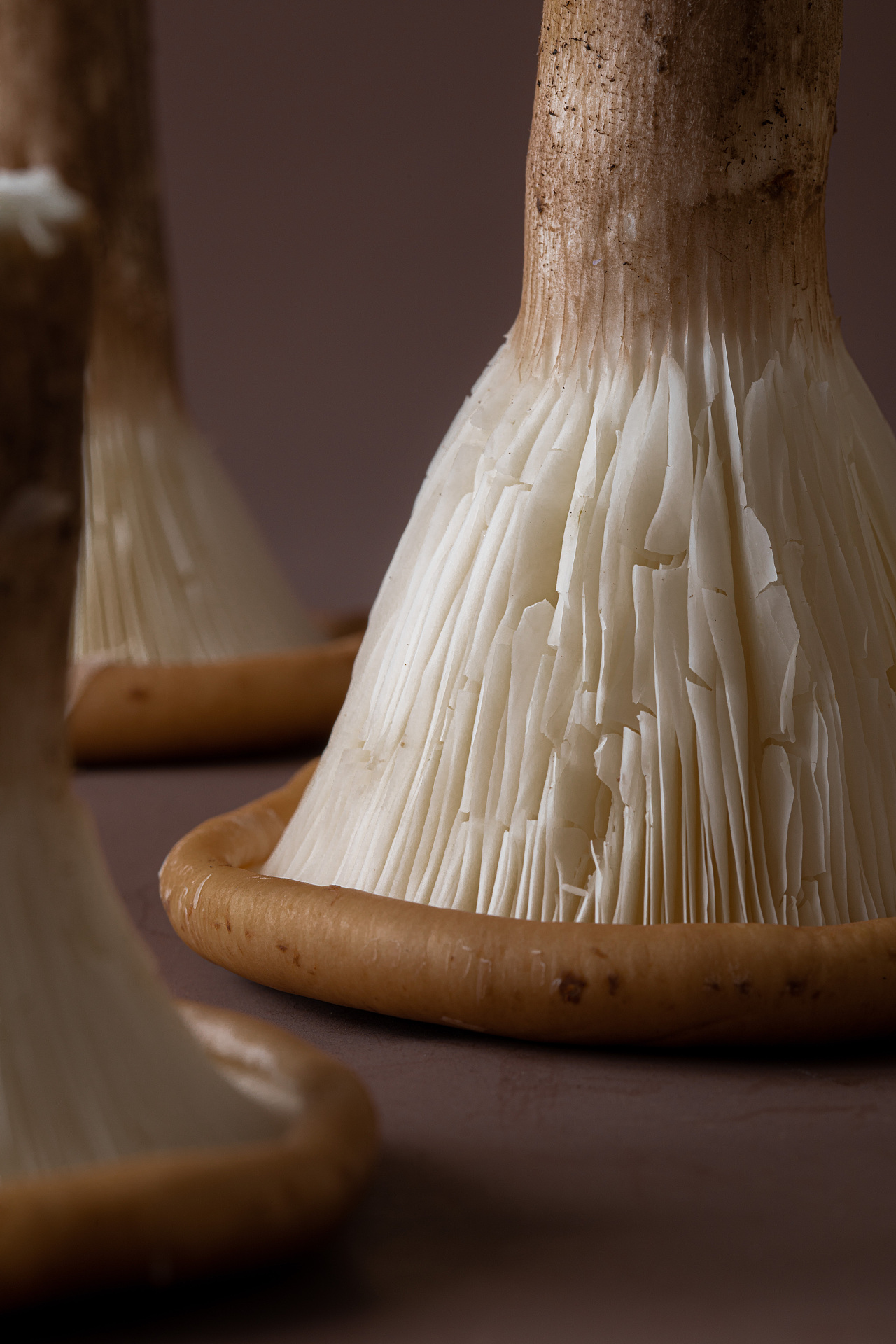 蘑菇创意拍摄|摄影|静物|子悉zixipics - 原创作品 - 站酷 (zcool)