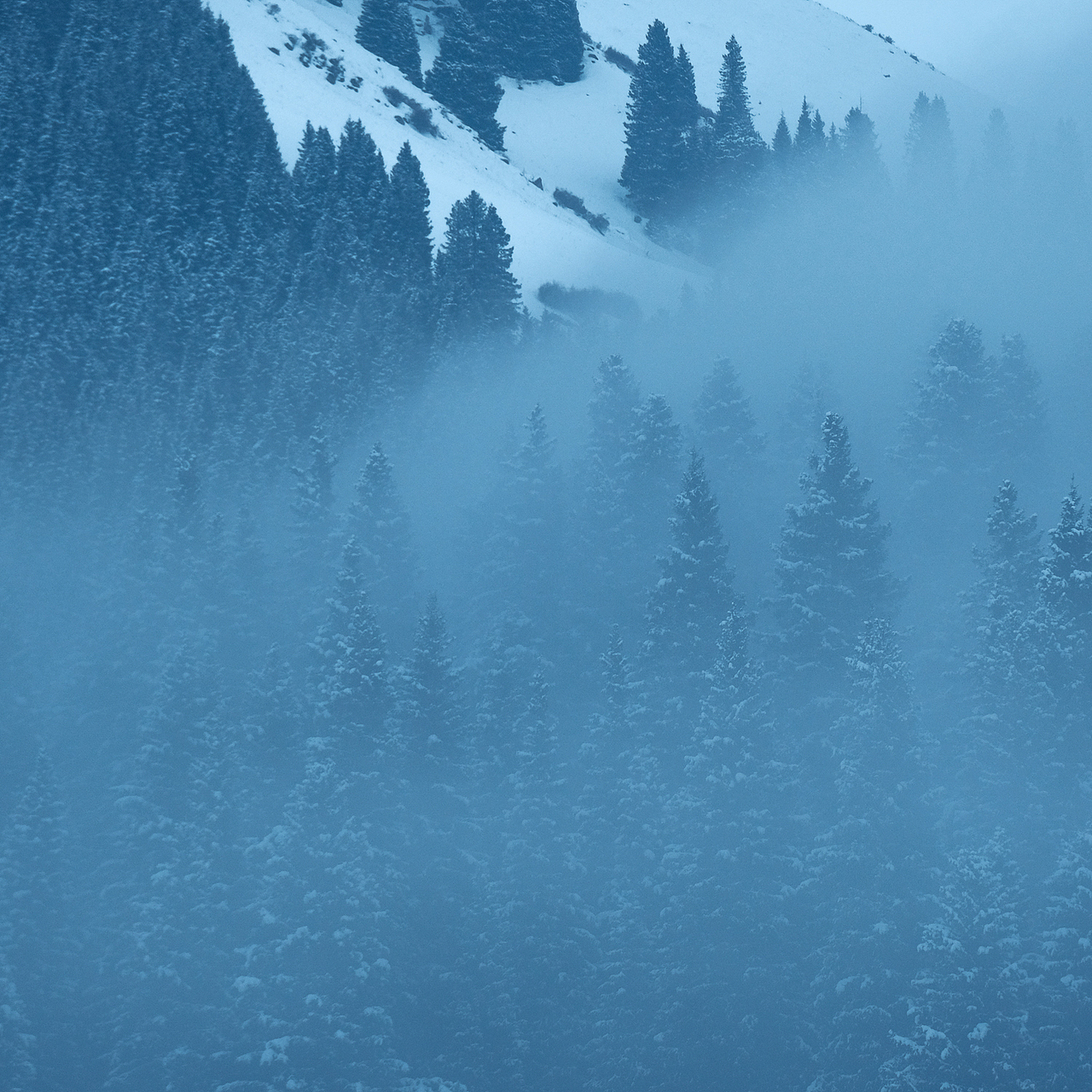 「行摄之路」冬 · 鸦 | The silent morning（图ZMTQ1NDE1NjY0） - 宠物摄影 - 站酷设计师jaminred原创素材 - 站酷ZCOOL