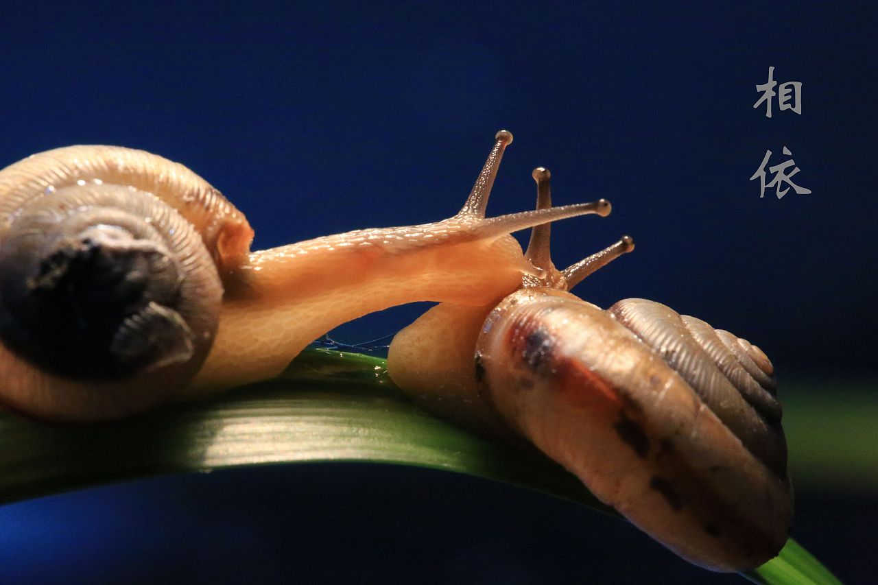 蜗牛的爱情故事