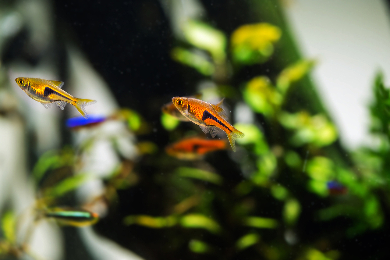 金三角是最上镜的灯鱼,没有之一