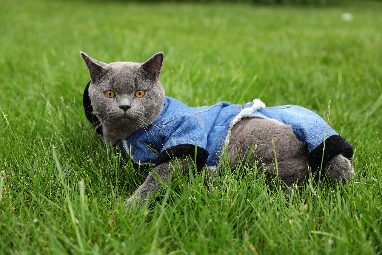 蓝胖子灰灰猫生第一次外出游玩宠物摄影猫咪