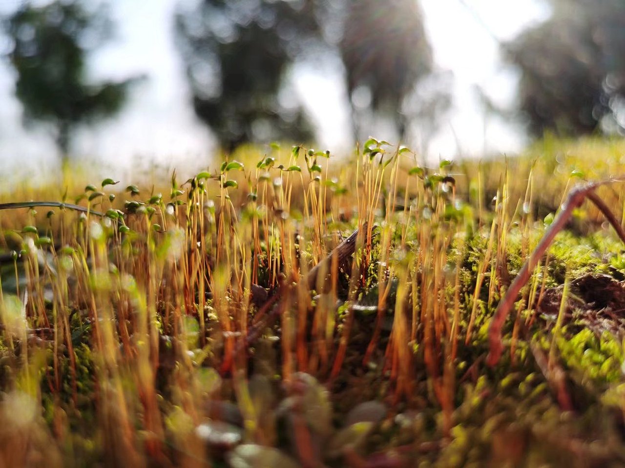 随手拍的葫芦藓（图ZMjcyNjI3Mzgw） - 其他摄影 - 站酷设计师黑色冰河原创素材 - 站酷ZCOOL