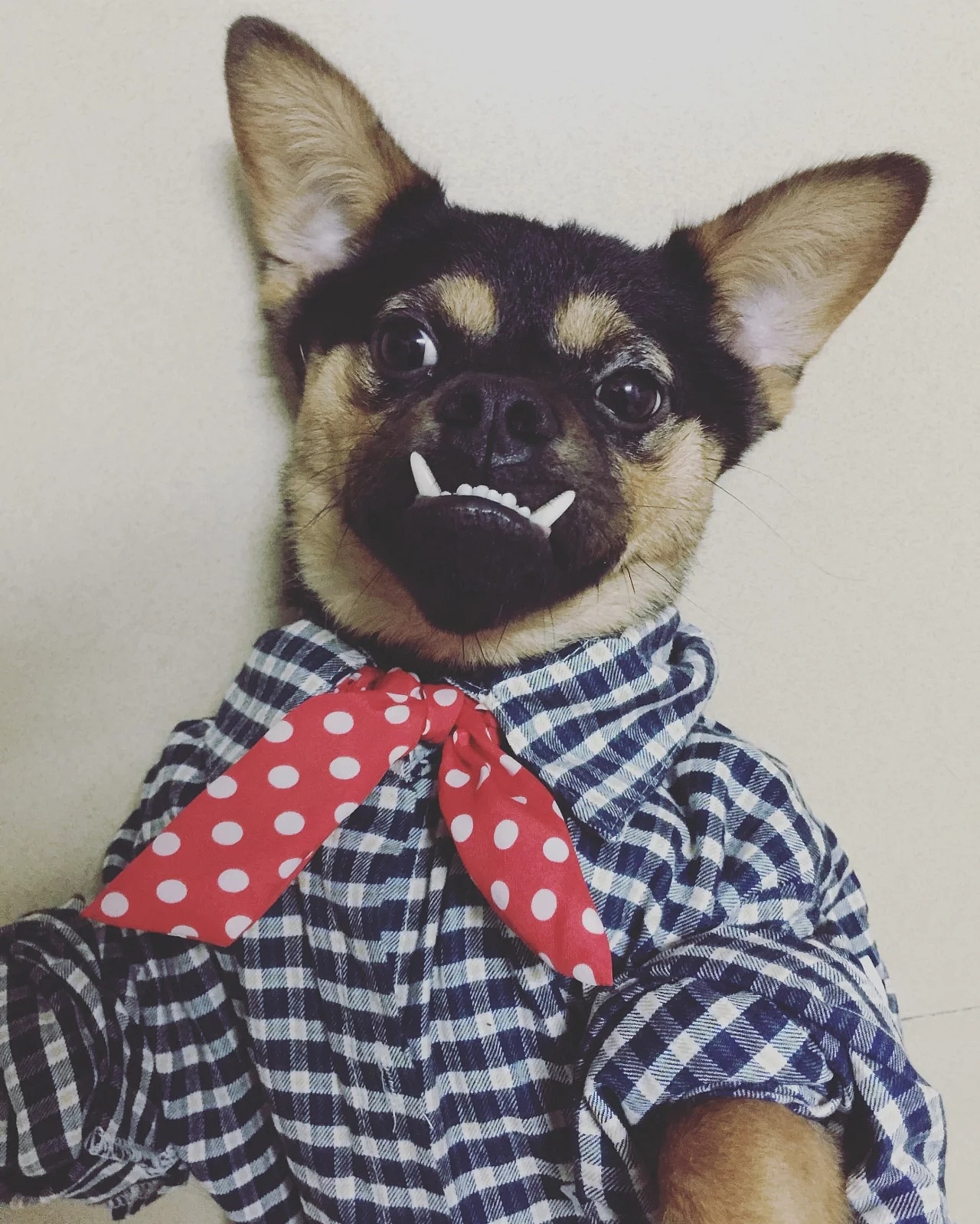 奶狗长大成了智障 呆萌八哥 呆萌八哥 从小霸气的八哥也成了帮派大佬