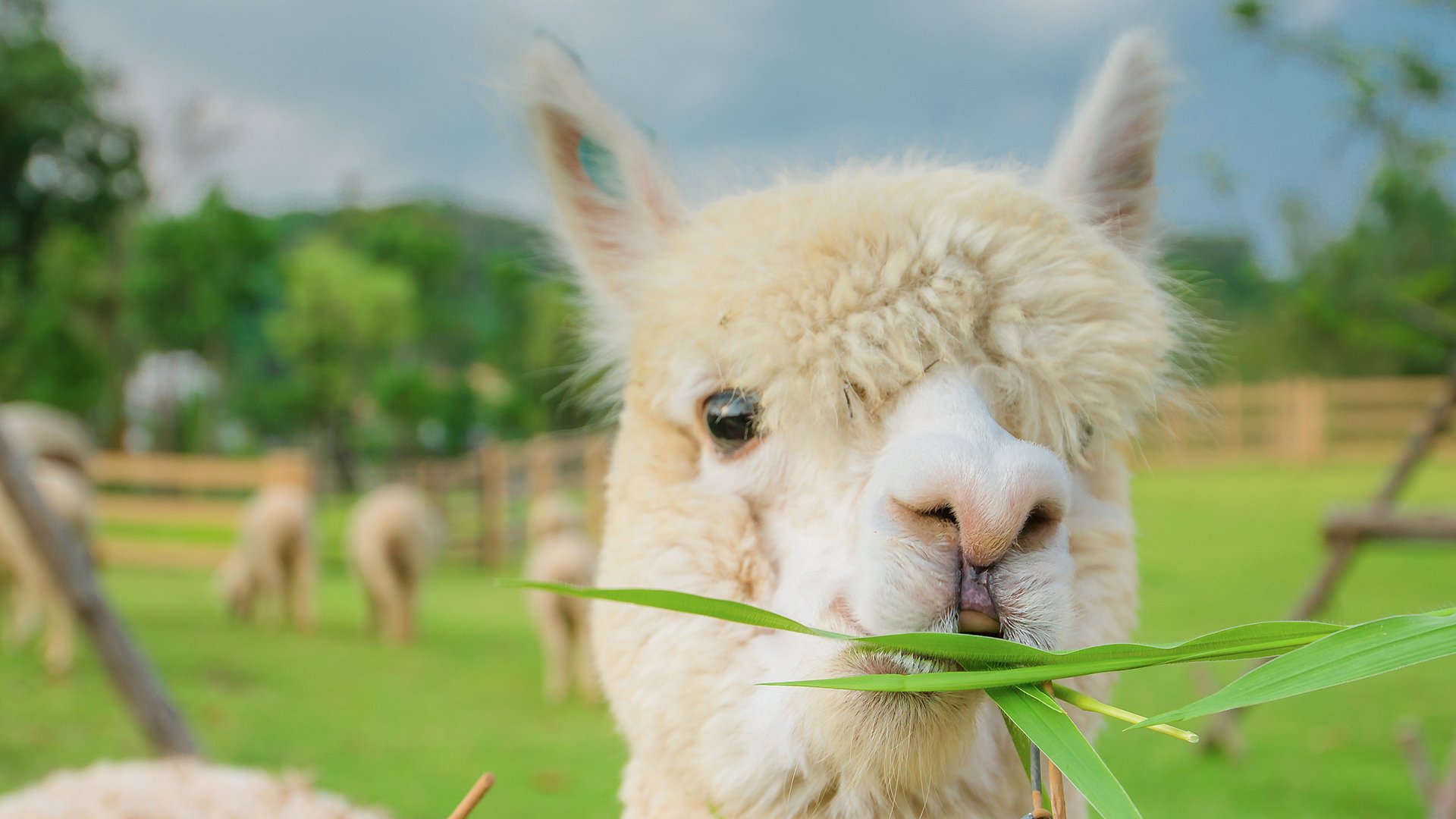 一根杂草啦啦啦的个人主页（背景预览） - 主页背景设置 - 站酷设计师一根杂草啦啦啦原创素材 - 站酷ZCOOL