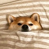土三金的头像