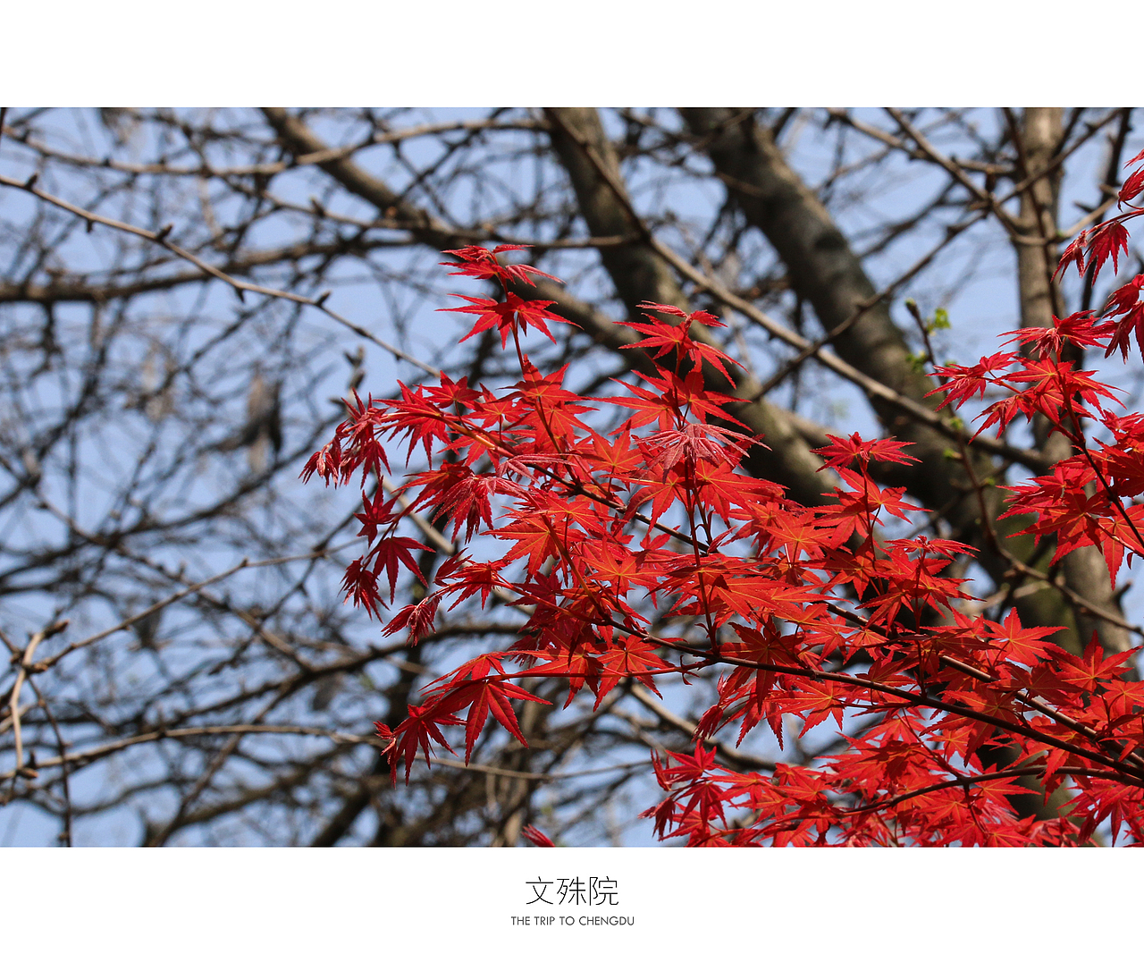 蓉城成都（图ZNDU0OTc5Mjg=） - 风光摄影 - 站酷设计师十一月的疯子原创素材 - 站酷ZCOOL