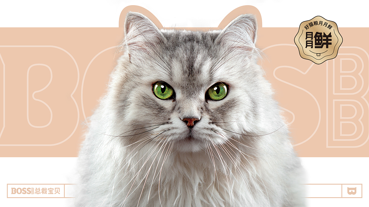BOSS BB-猫粮品牌创建