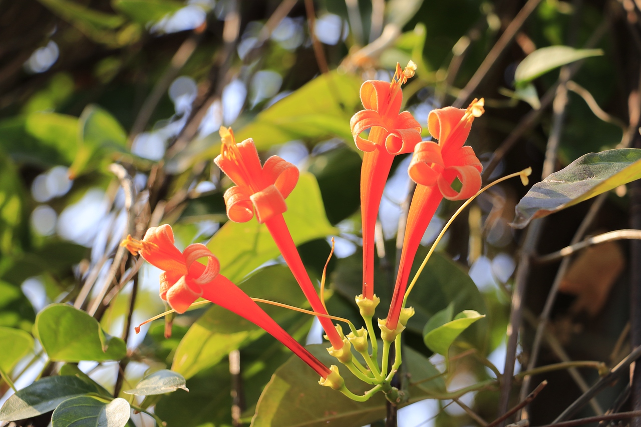 东湖公园之偶遇鸟趣&猫咪（图ZMjQzNjUxMjA4） - 风光摄影 - 站酷设计师飞天猪猫原创素材 - 站酷ZCOOL