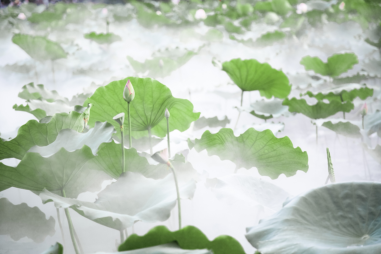 深圳洪湖公园荷花