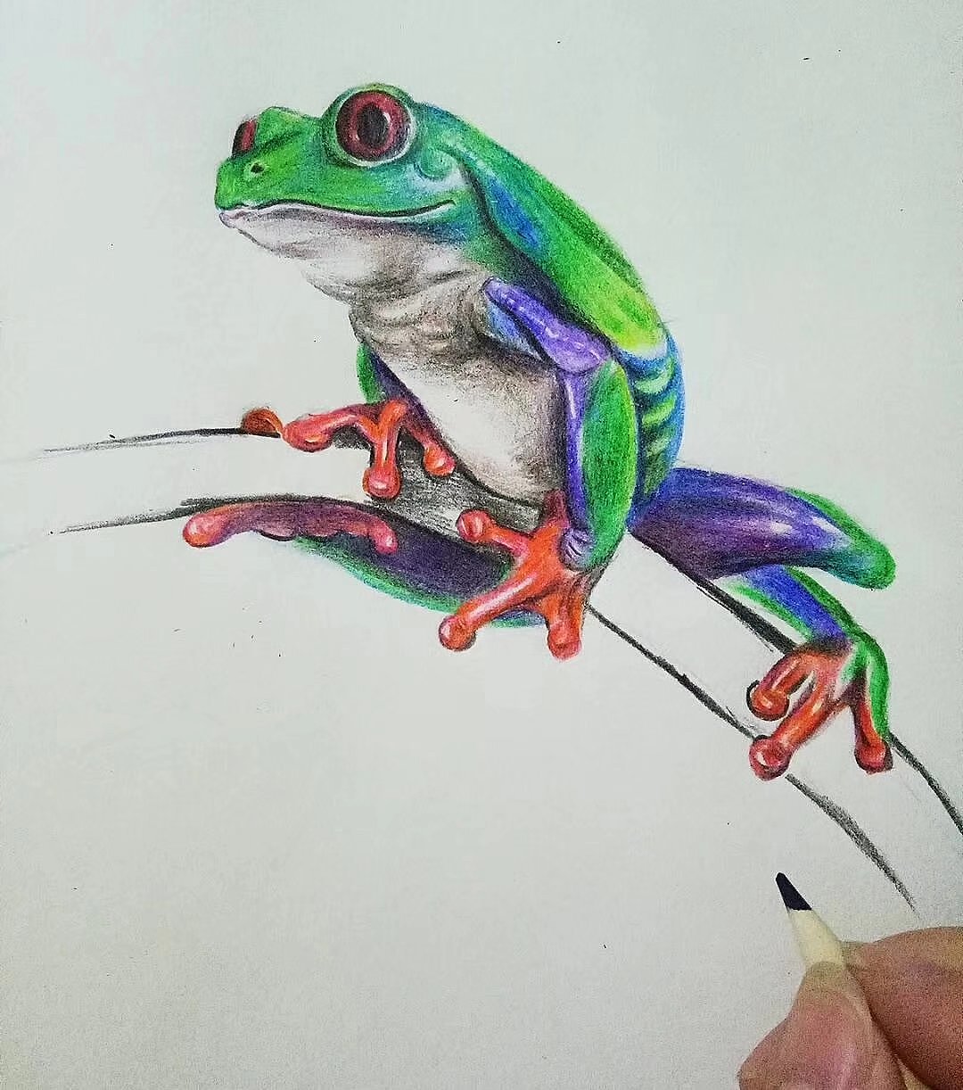 彩铅画习作红眼树蛙