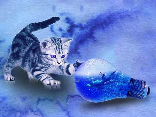 猫咪