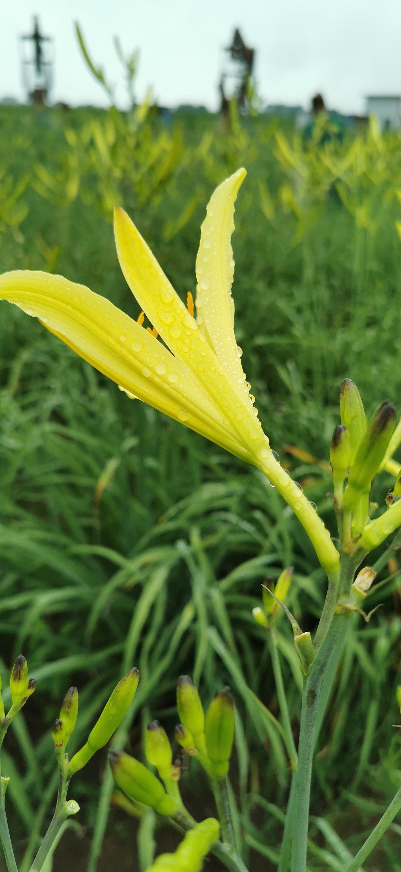 农产品——黄花菜（图ZMjI1OTM0MjA0） - 风光摄影 - 站酷设计师一块咸砖头原创素材 - 站酷ZCOOL