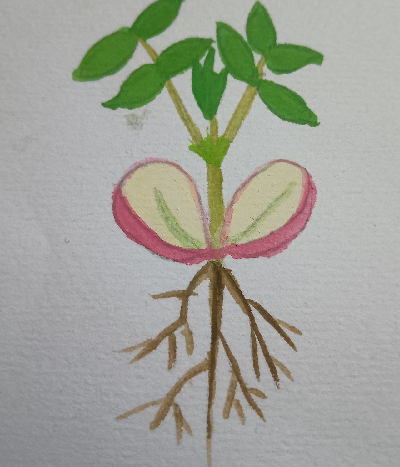 植物生长（花生）（图ZMjU5ODU5OTk2） - 创作习作 - 站酷设计师深海珍珠原创素材 - 站酷ZCOOL