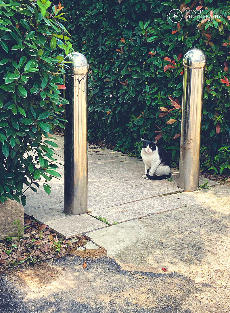 MANTIS 随拍2021（图ZMjgxNjA5NzEy） - 风光摄影 - 站酷设计师aaa62621185原创素材 - 站酷ZCOOL