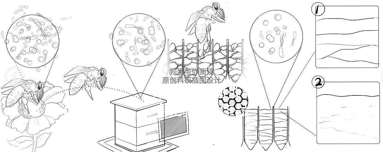 科研绘图/论文插图/医学插画/机制图