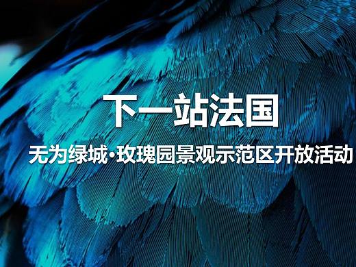 2017绿城玫瑰园景观示范区开放活动.