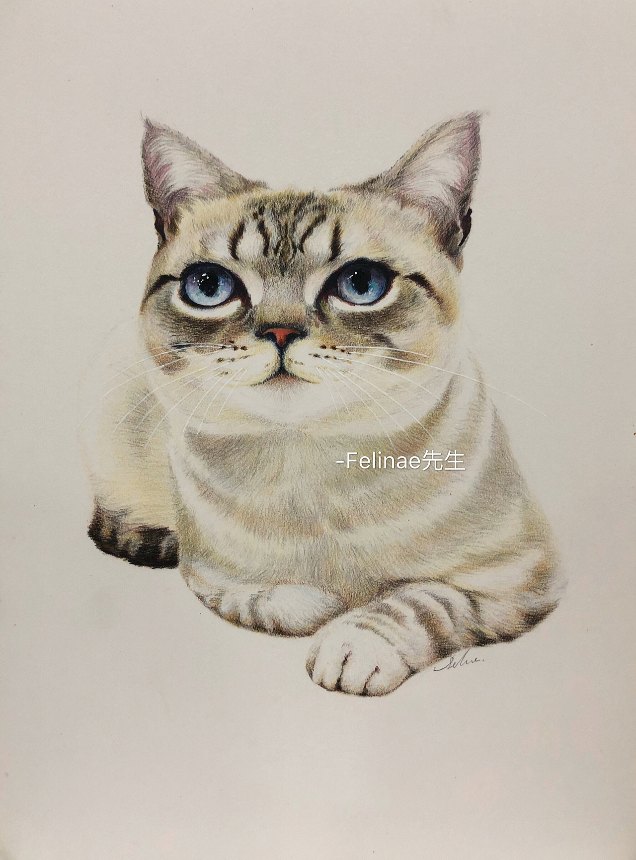 彩铅猫里的猫（图ZMTE0ODA0NzA0） - 绘画 - 站酷设计师Felinae先生原创素材 - 站酷ZCOOL